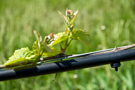 Bewaesserung-Wein-Reben